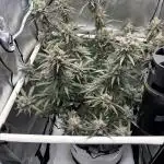 XXX #20 x End Game #5  - 08-2025