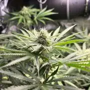 Summer Lemons 08-2026 2x2x4, 2 plants 4g