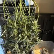 BAG See -AZ Brand Made -Sherbana Cabana