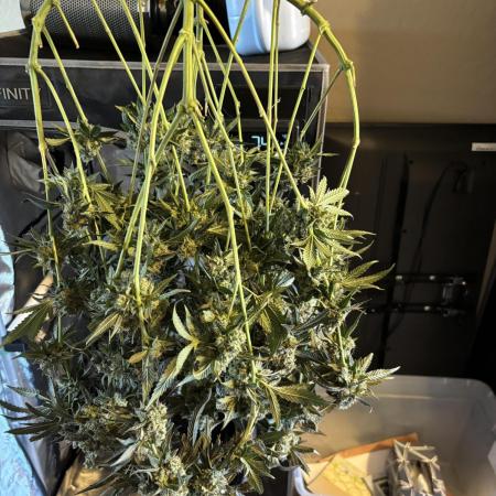 BAG See -AZ Brand Made -Sherbana Cabana