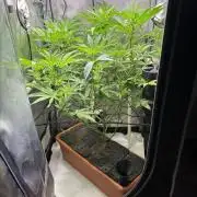 Fat Yeti F2 08-2026 2x2x6 EarthBox Jr