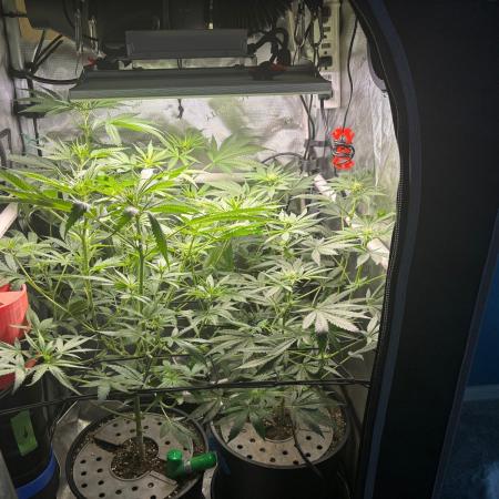 Summer Lemons 08-2026 2x2x4, 2 plants 4g