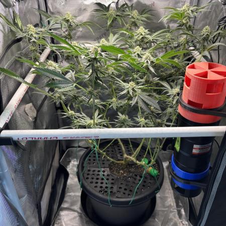 BAG See -AZ Brand Made -Sherbana Cabana