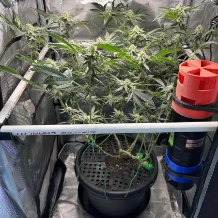 BAG See -AZ Brand Made -Sherbana Cabana