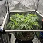 BlueBerry Muffin 07_2025