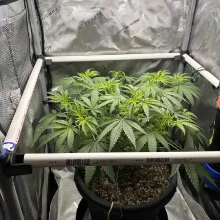 BlueBerry Muffin 07_2025