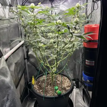 BlueBerry Muffin 07_2025