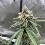 XXX #20 x End Game #5  - 08-2025