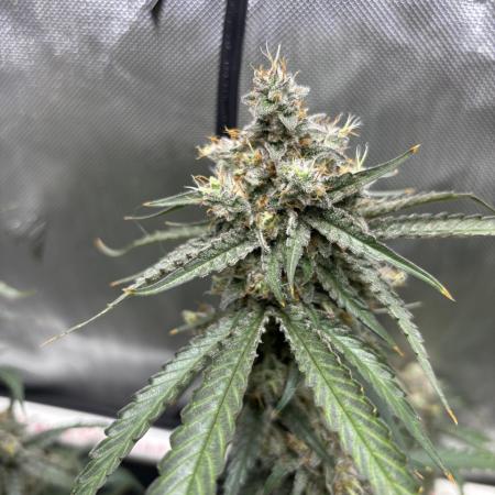 XXX #20 x End Game #5  - 08-2025