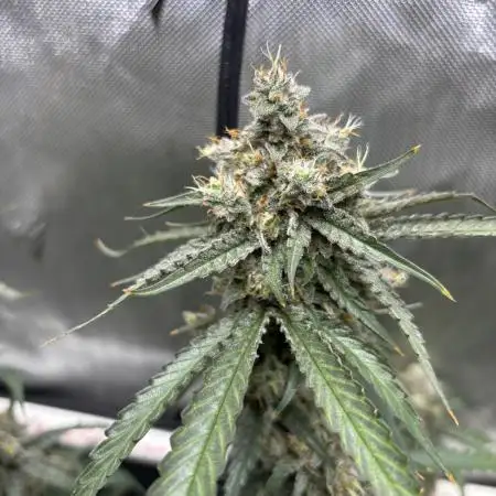 XXX #20 x End Game #5  - 08-2025