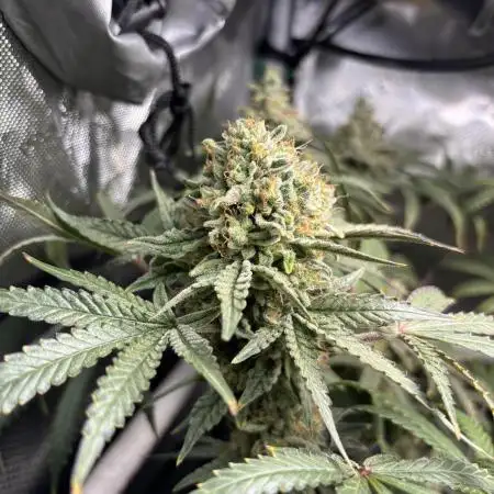 BlueBerry Muffin 07_2025