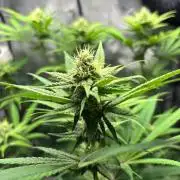 Fat Yeti F2 08-2026 2x2x6 EarthBox Jr