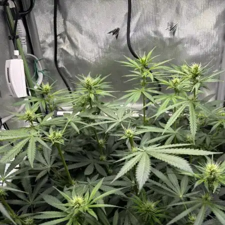 Irie_Candylicous photo 05-2025
