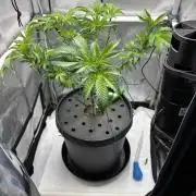 Sour Cherry Deisel - Atlas