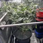 BAG See -AZ Brand Made -Sherbana Cabana