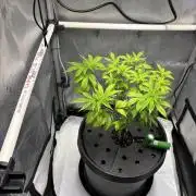 Sour Cherry Deisel - Atlas