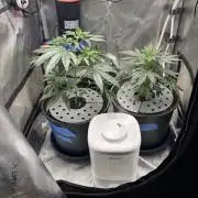 Summer Lemons 08-2026 2x2x4, 2 plants 4g