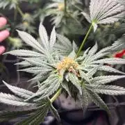 Summer Lemons 08-2026 2x2x4, 2 plants 4g