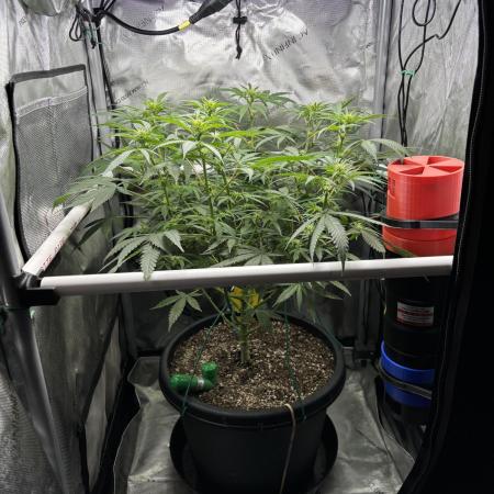 BlueBerry Muffin 07_2025