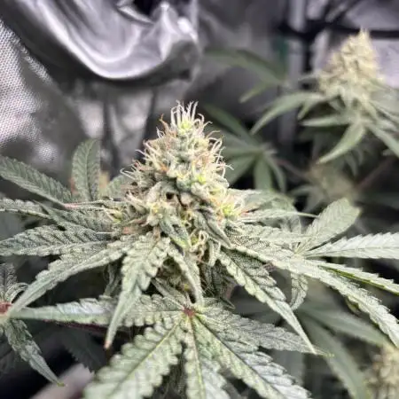 BlueBerry Muffin 07_2025