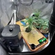 Fat Yeti F2 08-2026 2x2x6 EarthBox Jr