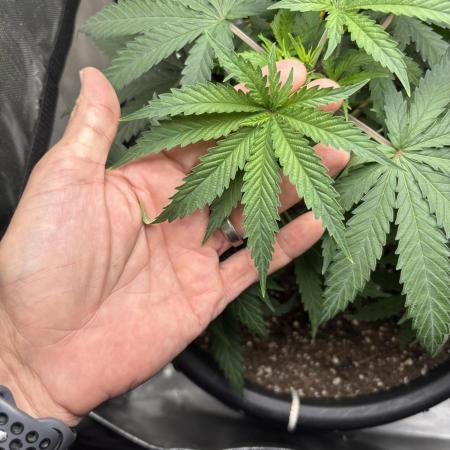 BlueBerry Muffin 07_2025