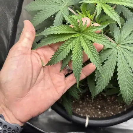 BlueBerry Muffin 07_2025