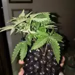 My first grow