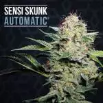 sensiskunkauto UKoutdoor first time grow