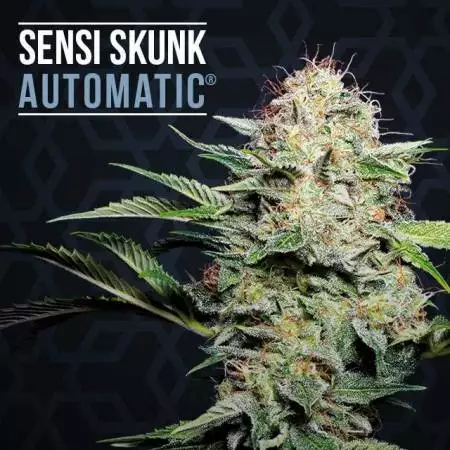 sensiskunkauto UKoutdoor first time grow