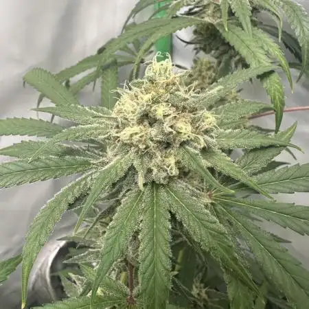 DDos#33 by Herbies Seeds