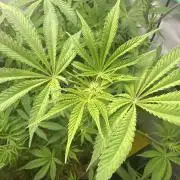 La Gran Jefa by GHSC