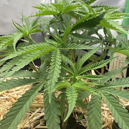 DDos#33 by Herbies Seeds