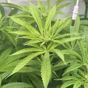 Lemon Orange by GHSC