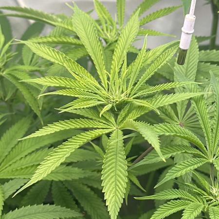 Lemon Orange by GHSC