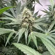 Runtz Punch 🥊 Living Soil by Herbies