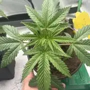 Lemon Orange by GHSC