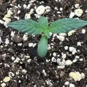 Grandmommy Purple 👵