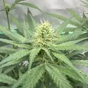 Runtz Punch 🥊 Living Soil by Herbies