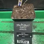 Kong‘s Krush in LS