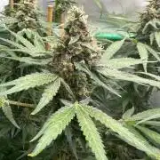 Runtz Punch 🥊 Living Soil by Herbies