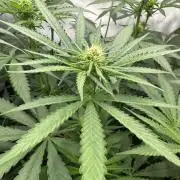 Runtz Punch 🥊 by Herbies