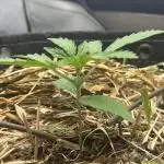 Kamala OG by Fastbuds