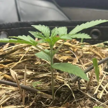 Kamala OG by Fastbuds