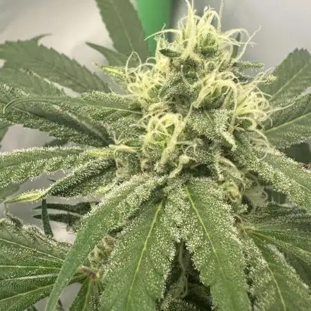 DDos#33 by Herbies Seeds