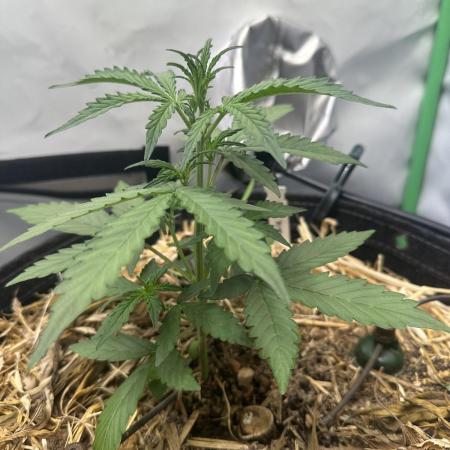 Kamala OG by Fastbuds