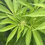 Kong‘s Krush by GHSC