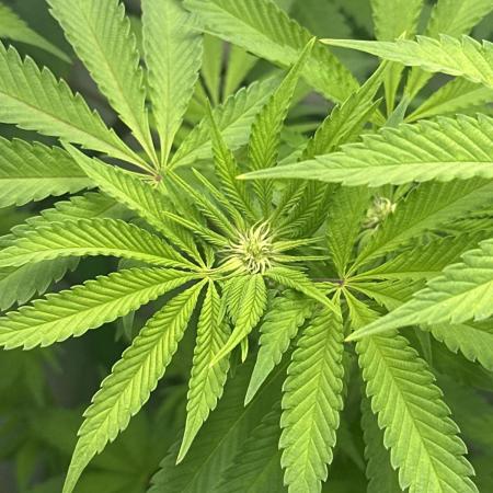 Kong‘s Krush by GHSC