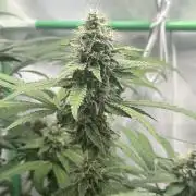 Mimosa Shot by Herbies