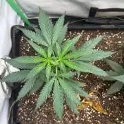 Grandmommy Purple 👵